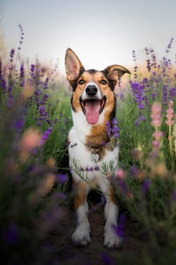 Lavanta çiçekli köpek. Sevimli hayvan. Lavanta tarlasında bir köpek. Doğada evcil hayvan