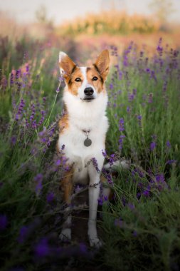 Lavanta çiçekli köpek. Sevimli hayvan. Lavanta tarlasında bir köpek. Doğada evcil hayvan