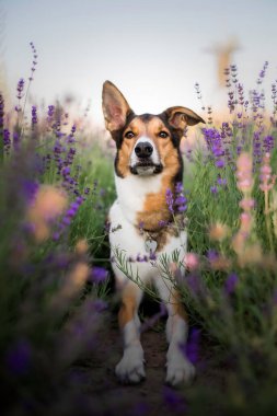 Lavanta çiçekli köpek. Sevimli hayvan. Lavanta tarlasında bir köpek. Doğada evcil hayvan