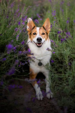 Lavanta çiçekli köpek. Sevimli hayvan. Lavanta tarlasında bir köpek. Doğada evcil hayvan
