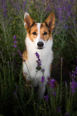 Lavanta çiçekli köpek. Sevimli hayvan. Lavanta tarlasında bir köpek. Doğada evcil hayvan