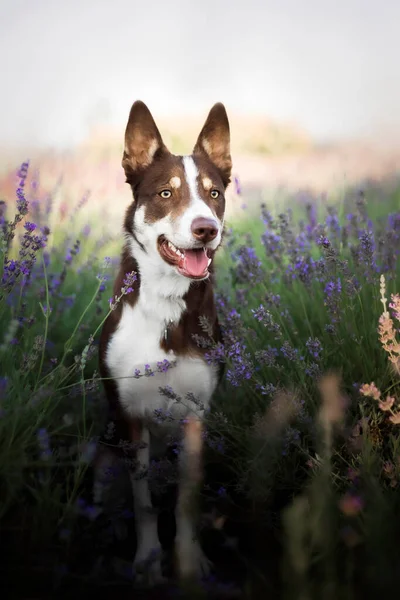 Pies Lawendowych Kwiatach Urocze Zwierzątko Border Collie Dog Polu Lawendowym — Zdjęcie stockowe
