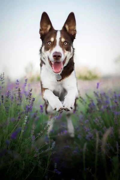Cão Flores Lavanda Belo Animal Estimação Border Collie Dog Campo — Fotografia de Stock