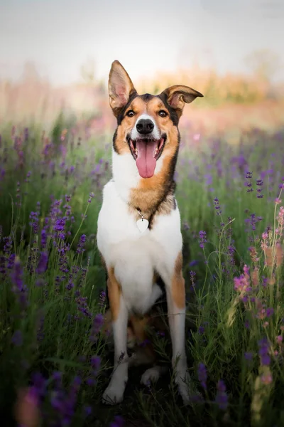 ラベンダーの花の犬 可愛いペットだ ラベンダー畑の犬 自然の中でペット — ストック写真