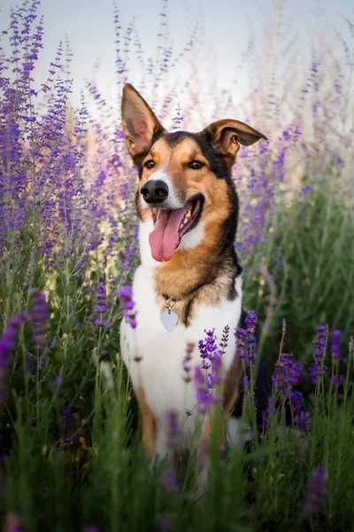 Cão Flores Lavanda Belo Animal Estimação Cão Campo Lavanda Pet — Fotografia de Stock