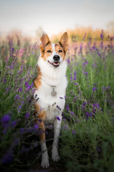 Pies Lawendowych Kwiatach Urocze Zwierzątko Pies Polu Lawendowym Zwierzęta Domowe — Zdjęcie stockowe
