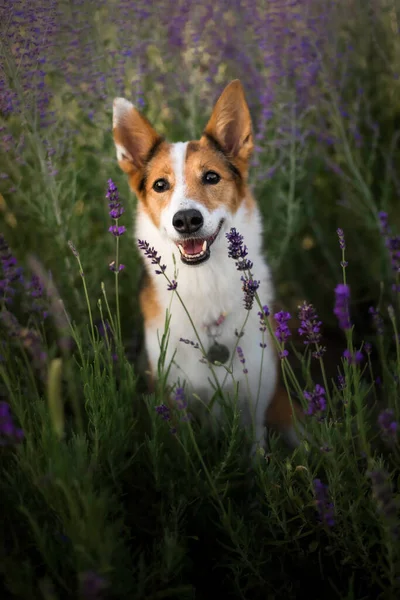 Kutya Levendulavirágban Kedves Háziállat Kutya Levendulamezőn Állatok Természete — Stock Fotó