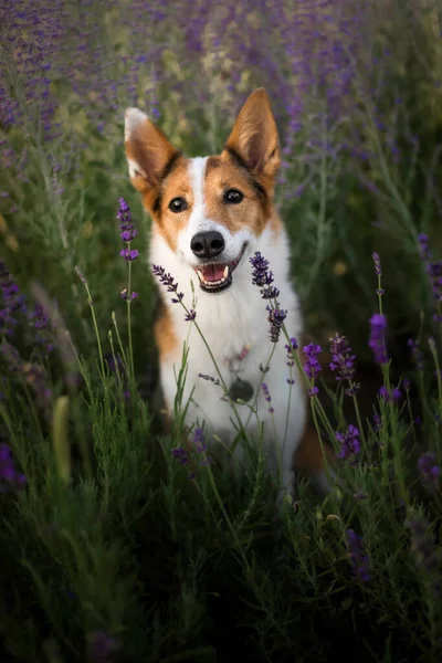 Cão Flores Lavanda Belo Animal Estimação Cão Campo Lavanda Pet — Fotografia de Stock