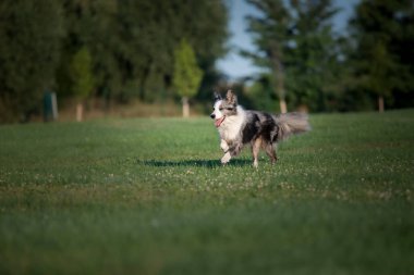 Köpek oynuyor ve dışarıda koşuyor. Dili çıkmış mutlu köpekler. Sınır Collie köpeği