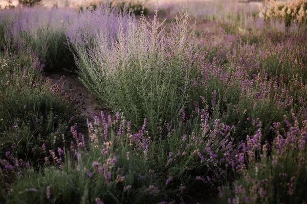 Blühendes Lavendelfeld Sonnenuntergang — Stockfoto