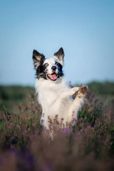 Σκύλος Άνθη Λεβάντας Υπέροχο Κατοικίδιο Border Collie Dog Ένα Χωράφι — Φωτογραφία Αρχείου