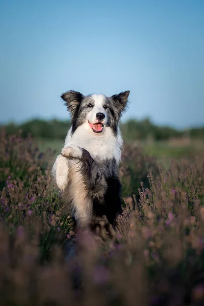 Kutya Levendulavirágban Kedves Háziállat Border Collie Dog Levendulamezőn Állatok Természete — Stock Fotó