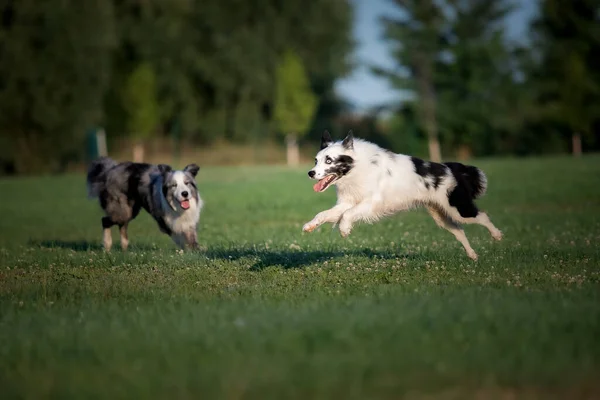 Dog Playing Running Outdoor Happy Dogs Tongue Out Border Collie — Foto de Stock