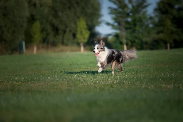 Dog Playing Running Outdoor Happy Dogs Tongue Out Border Collie — 스톡 사진