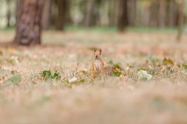 かわいい赤いリス 秋のコンセプト 市内公園内の野生動物 — ストック写真