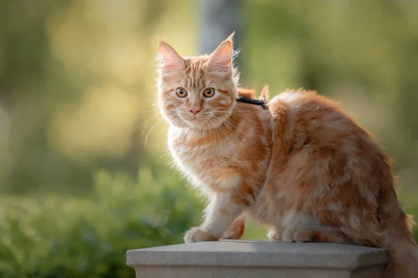 Juguetón Rojo Jengibre Tabby Maine Coon Gatito Aire Libre —  Fotos de Stock