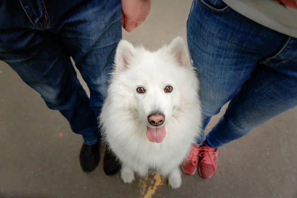Glad Hund Med Ägare Promenad — Stockfoto