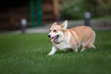Mutlu ve aktif safkan Galli Corgi köpeği çimlerin üzerinde