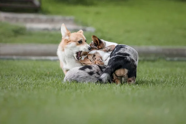 Glückliche Und Aktive Reinrassige Welsh Corgi Hunde Freien Gras — Stockfoto