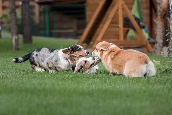 Glad Och Aktiv Renrasiga Walesiska Corgi Hundar Utomhus Gräset — Stockfoto