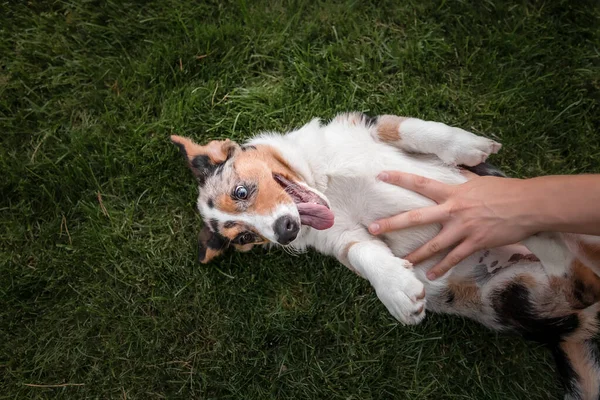 草の中に幸せと積極的な純血ウェールズのコーギー犬屋外 — ストック写真