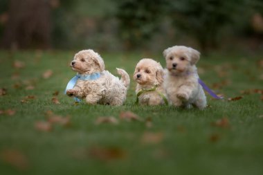 Maltipoo köpeği. Sevimli Malta ve Kaniş 'in karışımı.