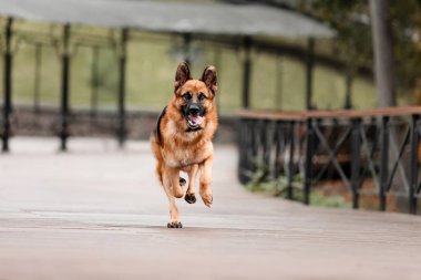 Şehirde sevimli Alman çoban köpeği portresi.