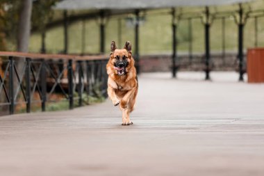 Şehirde sevimli Alman çoban köpeği portresi.