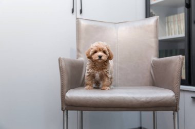 Maltipoo köpeği. Sevimli Malta ve Kaniş 'in karışımı.