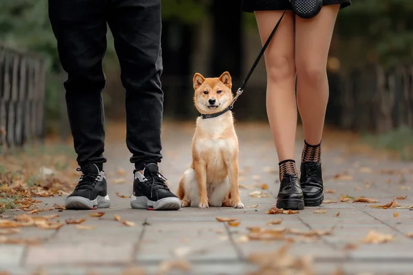 Shiba Inu Dog Outdoor Autumn Collections Dog Walking — Stock Photo, Image