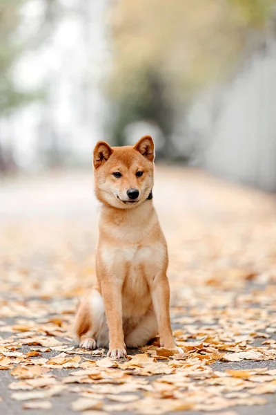 Shiba Inu Perro Aire Libre Colecciones Otoño Paseo Del Perro — Foto de Stock