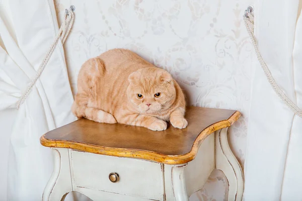 Kırsal Bölgede Kırmızı Kedi Evcil Hayvan Güzel Kedicik Miyavlıyor — Stok fotoğraf