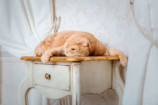 Gato Vermelho Interior Rústico Animal Estimação Casa Linda Kitty Meows — Fotografia de Stock