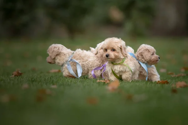 Chien Maltipoo Adorable Mélange Maltais Caniche Chiot — Photo