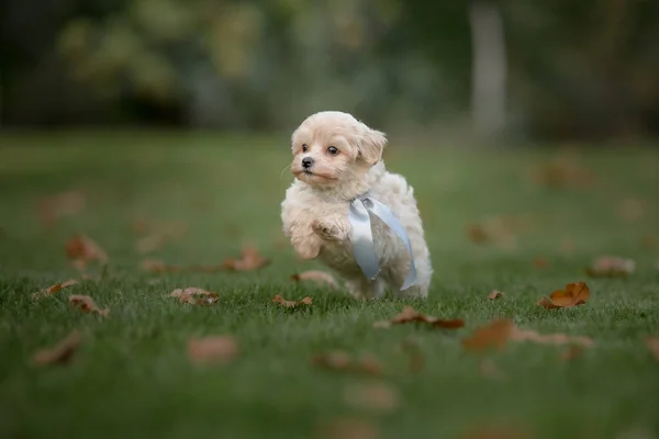Maltipoo Dog Adorable Maltese Poodle Mix Puppy — Stock Photo, Image