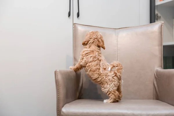 Σκυλί Μαλτίπου Αξιολάτρευτα Μαλτέζικα Και Poodle Mix — Φωτογραφία Αρχείου