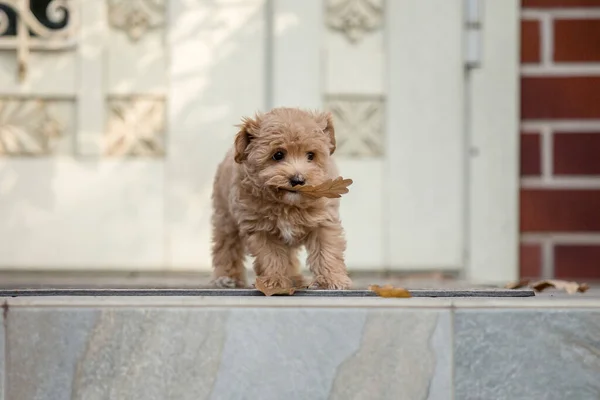 Cão Maltipoo Adorável Maltês Poodle Mix Filhote Cachorro — Fotografia de Stock