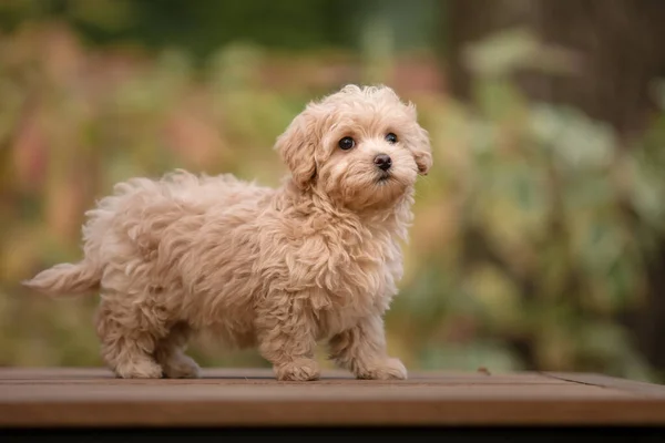 Cão Maltipoo Adorável Maltês Poodle Mix Filhote Cachorro — Fotografia de Stock
