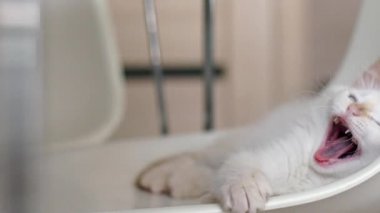 Evde yatan küçük, oynak kedi yavrusu. Kameraya bakıyorum. sevimli evcil hayvanlar ve kediler