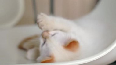 Evde yatan küçük, oynak kedi yavrusu. Kameraya bakıyorum. sevimli evcil hayvanlar ve kediler