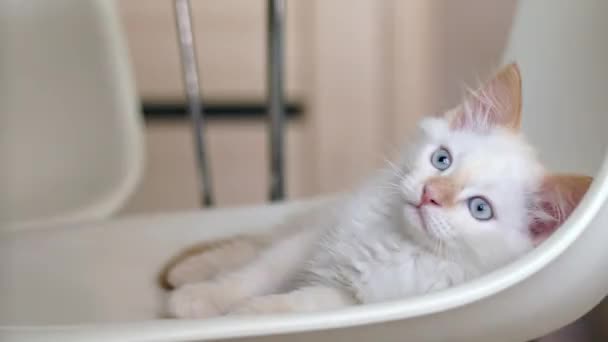 Pequeno Gatinho Brincalhão Deitado Casa Olhar Para Câmara Animais Estimação — Vídeo de Stock