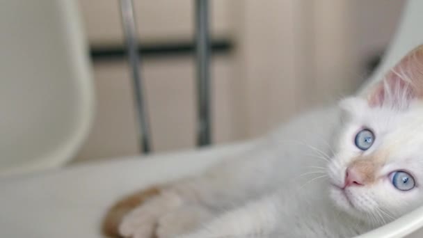 Pequeno Gatinho Brincalhão Deitado Casa Olhar Para Câmara Animais Estimação — Vídeo de Stock