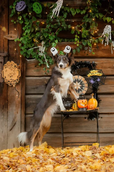 Dog in Halloween costume with pumpkin. Autumn  Hollidays and celebration.