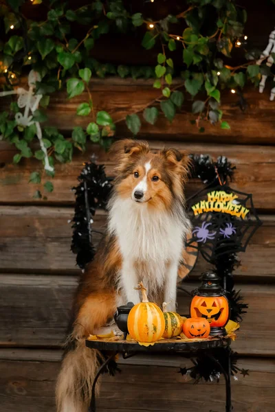 Kutya Halloween Jelmezben Tökkel Őszi Hollidays Ünnepség — Stock Fotó