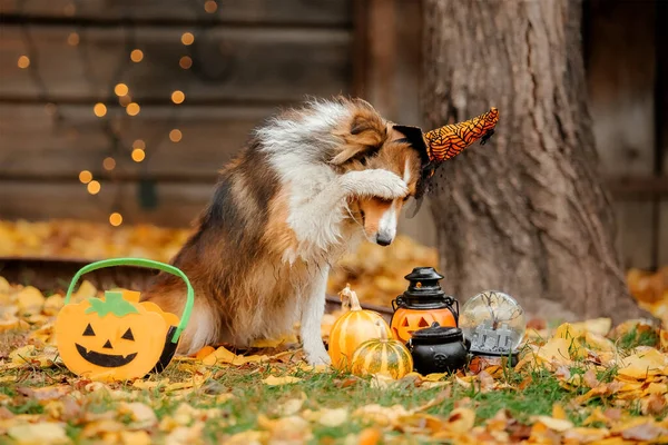 Cão Traje Halloween Com Abóbora Outono Hollidays Celebração — Fotografia de Stock