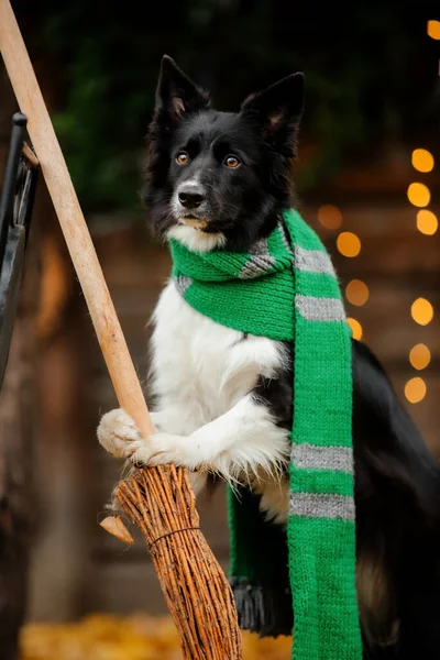 Dog Broom Halloween Autumn Hollidays Celebration — Stock Photo, Image