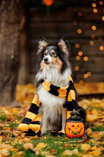 Dog Scarf Pumpkin Halloween Autumn Hollidays Celebration — Stock Photo, Image