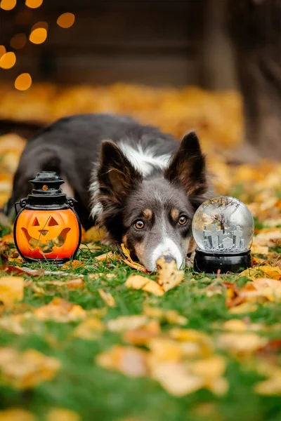 Pes Halloweenském Kostýmu Dýní Podzimní Svátky Oslavy — Stock fotografie