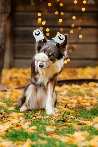 穿着南瓜万圣节服装的狗秋季圣日和庆祝活动 — 图库照片