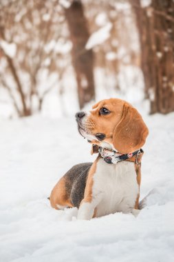 Kar arka plan üzerinde yalan beagle portresi